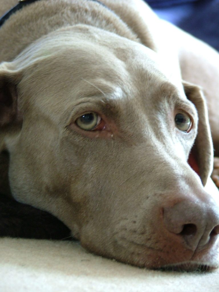 Weimaraner suffering from obsessive behaviour not separation anxiety. Treated by Denise Graham qualified Clinical Animal Behaviourist in Central Bedfordshire.