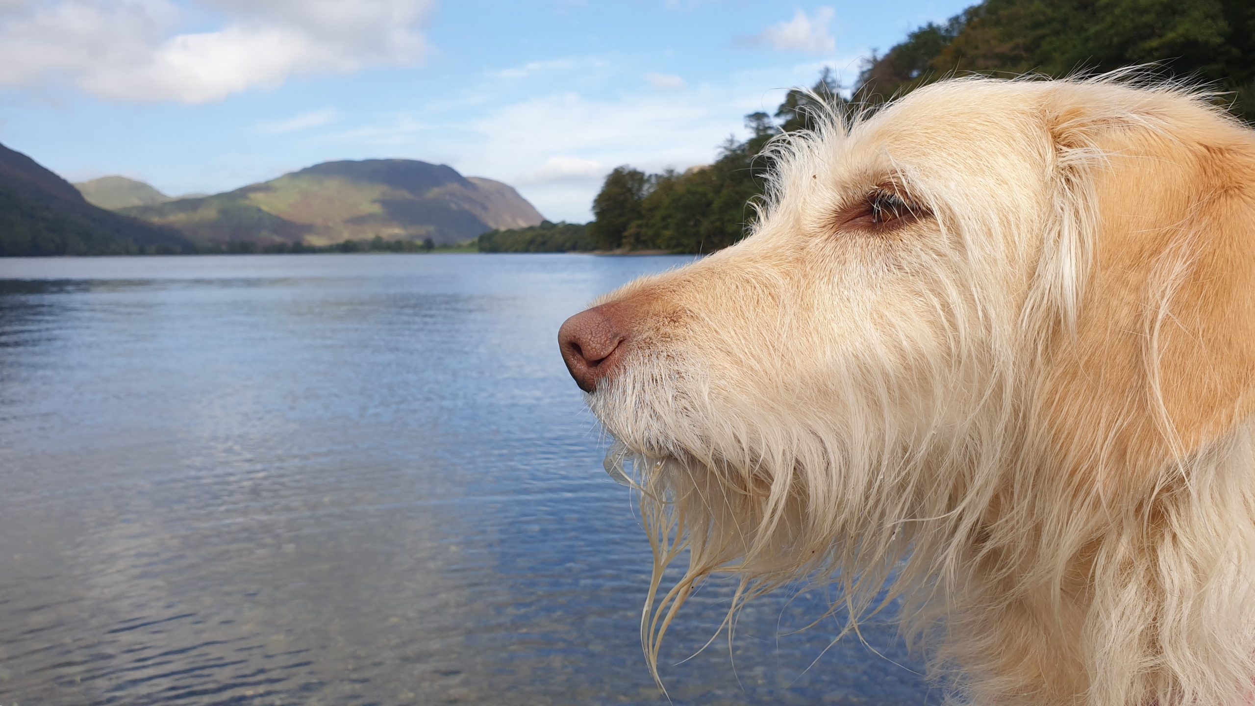 Dog Trainer vs Behaviourist? Making the Right Choice for Your Dog