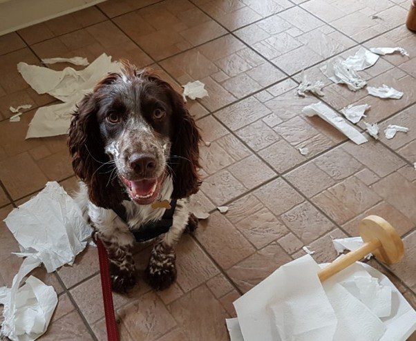Puppy training by Denise Graham qualified Clinical Animal Behaviourist serving Bedfordshire and Hertfordshire.